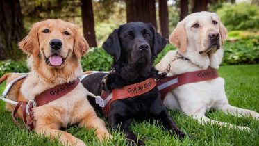 Photo: 3 Guide Dogs in-harness lie in the grass side by side.